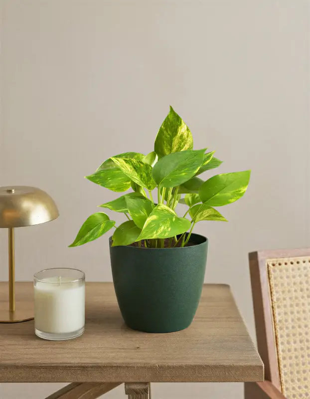 Pothos (Money Plant)