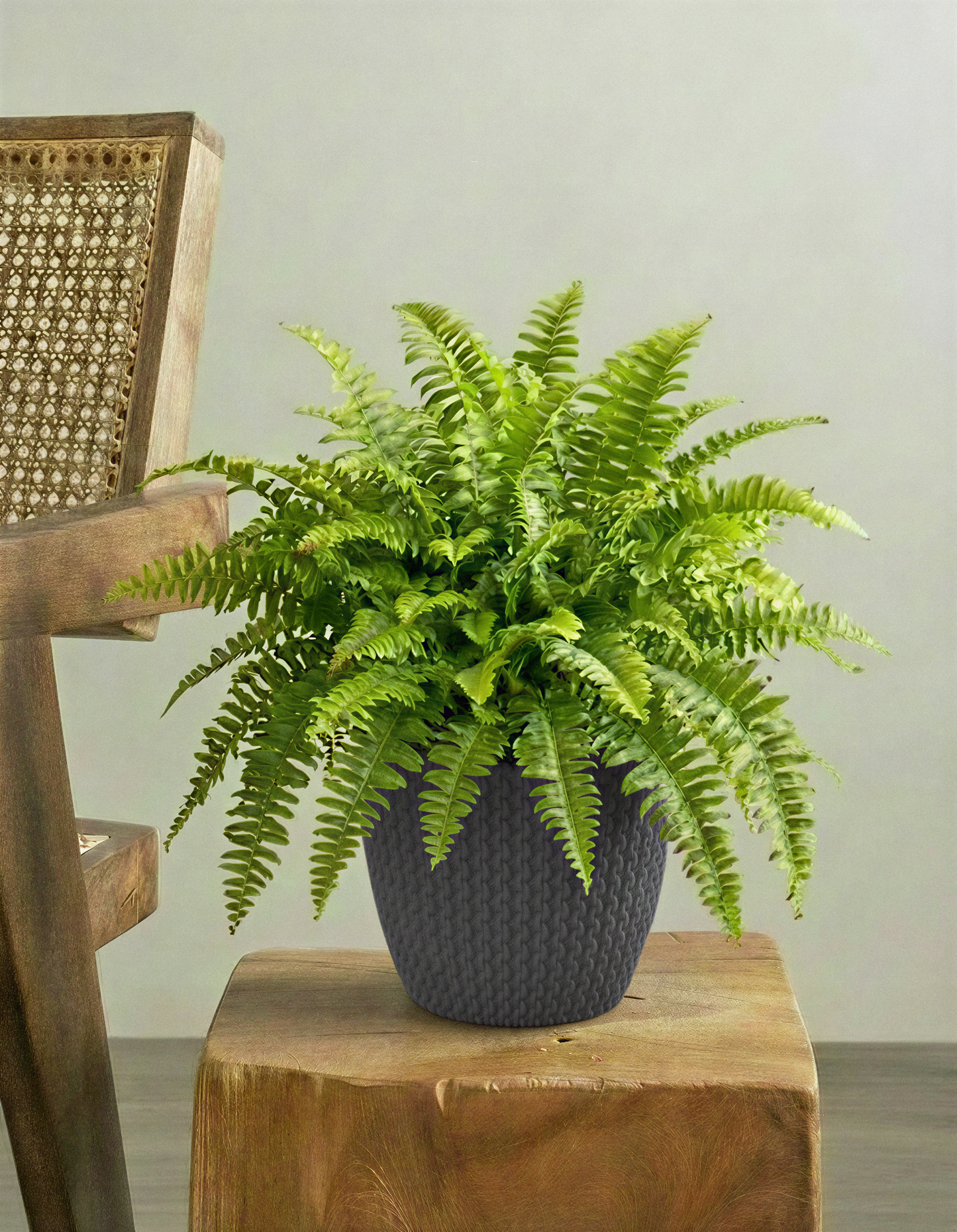 Boston Fern Plant