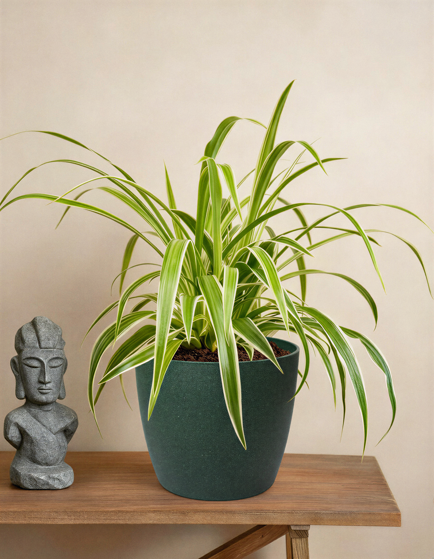 Spider Plant