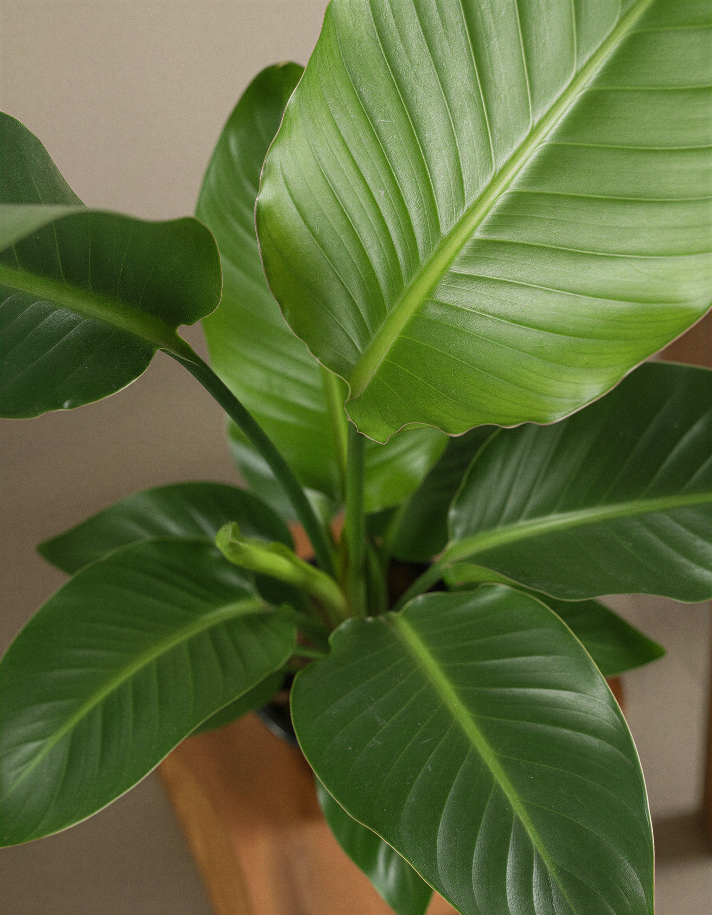Birds of Paradise Plant