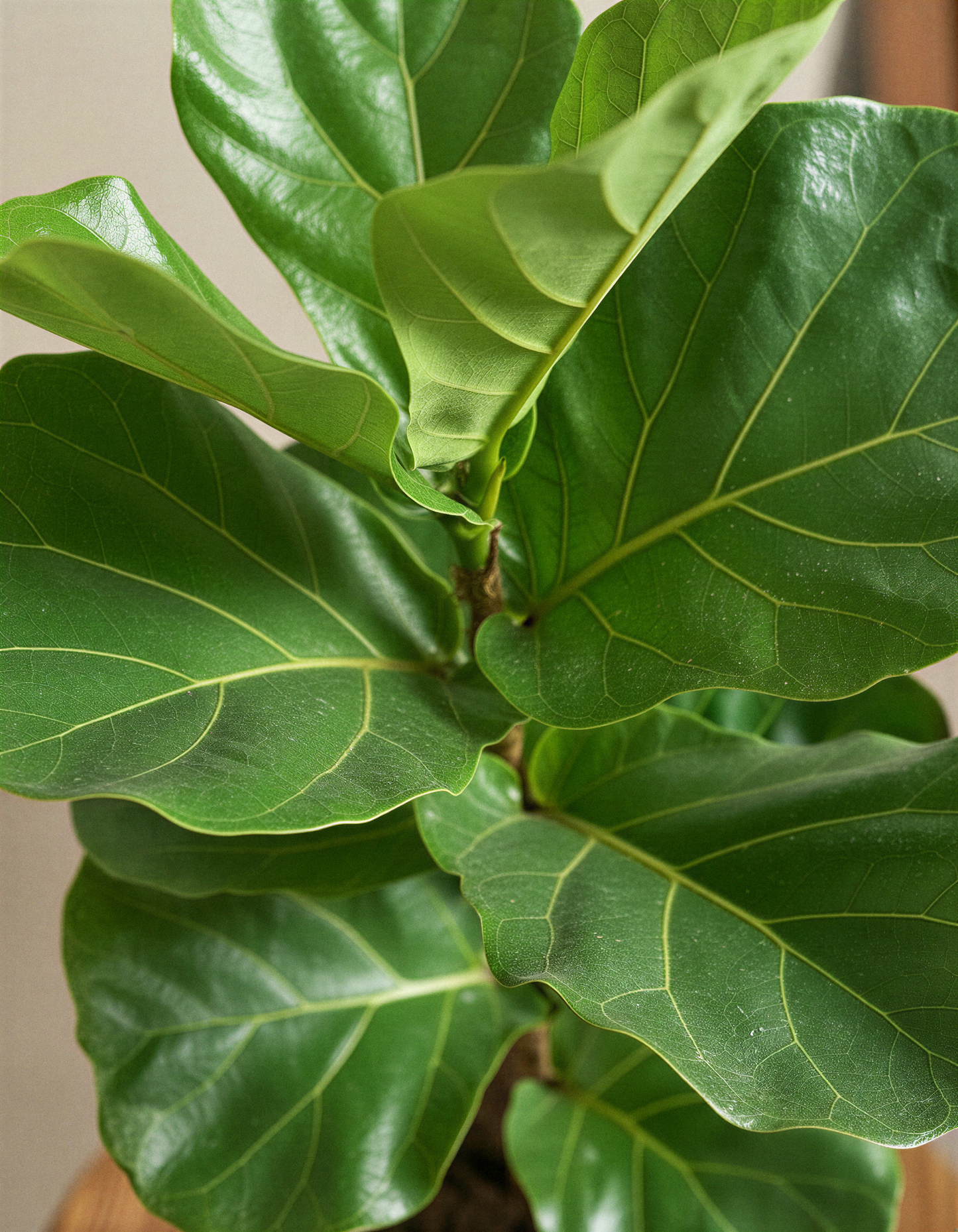Fiddle Leaf Fig Plant