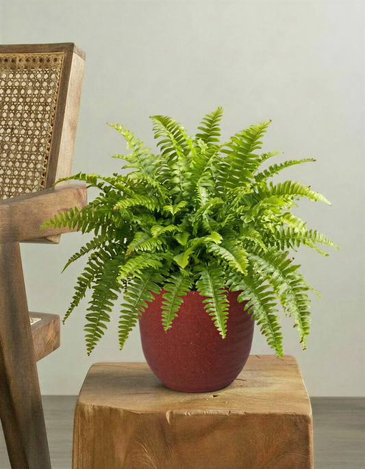 Boston fern