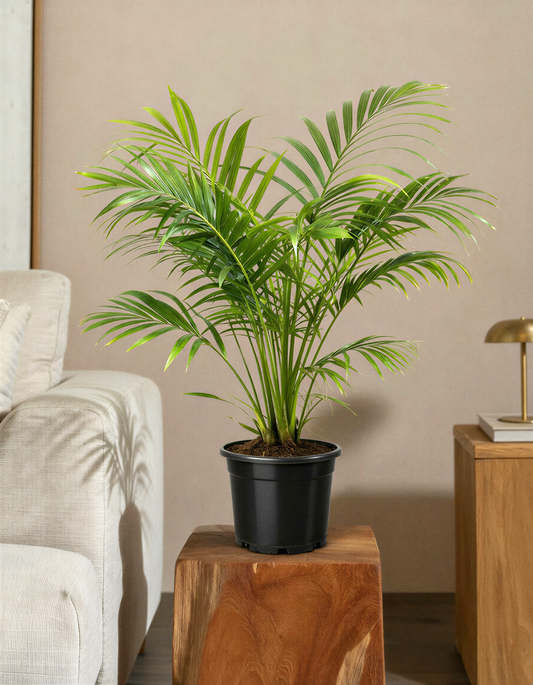 Areca Palm Plant