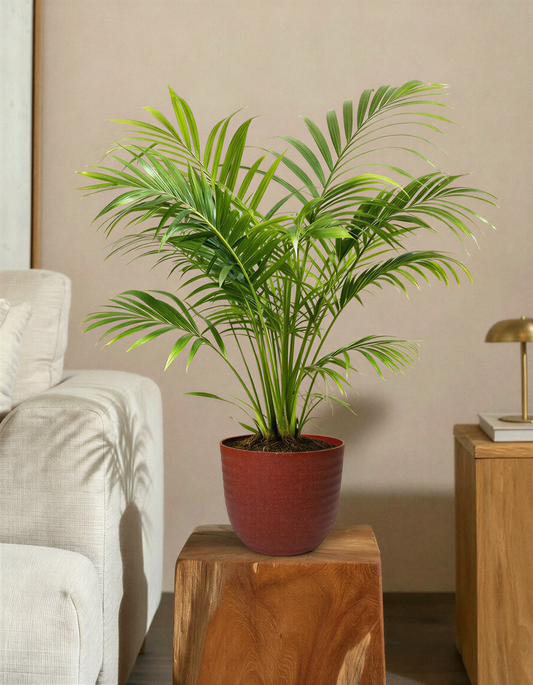 Areca palm
