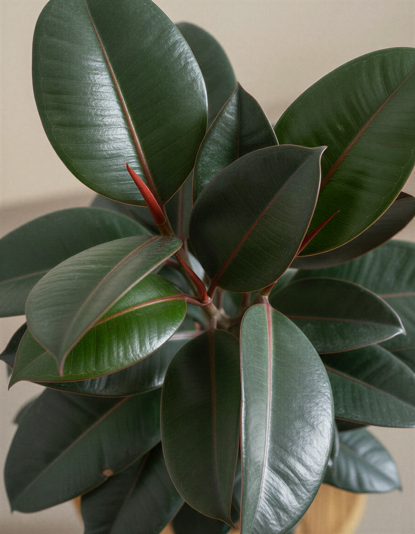 ﻿Rubber Plant