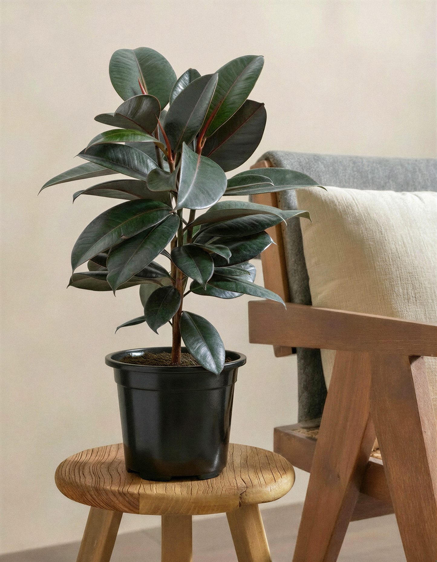 ﻿Rubber Plant