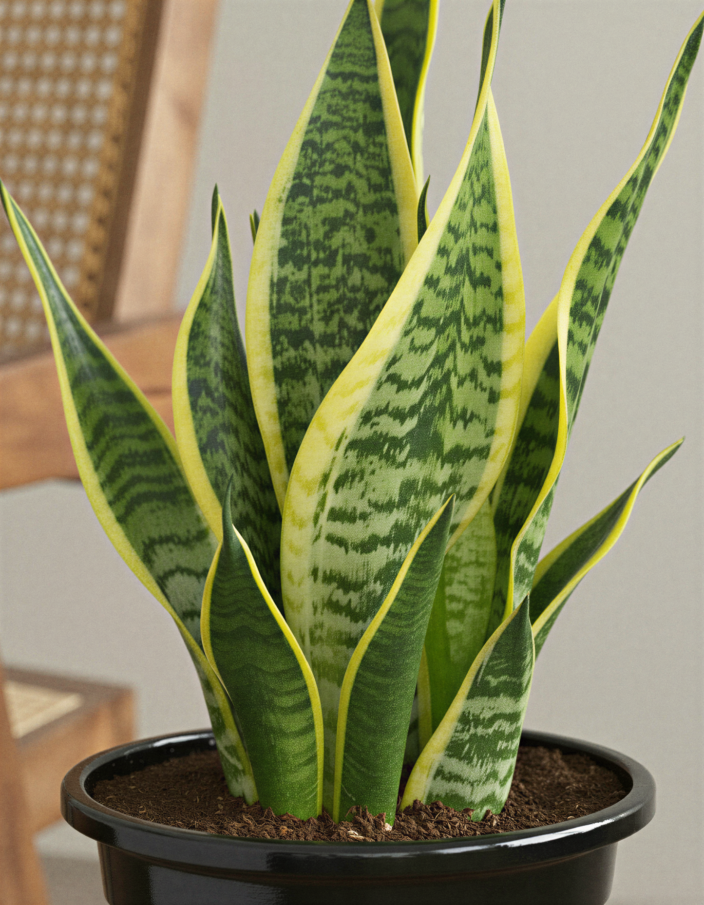 Snake plant