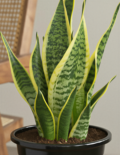 Snake plant