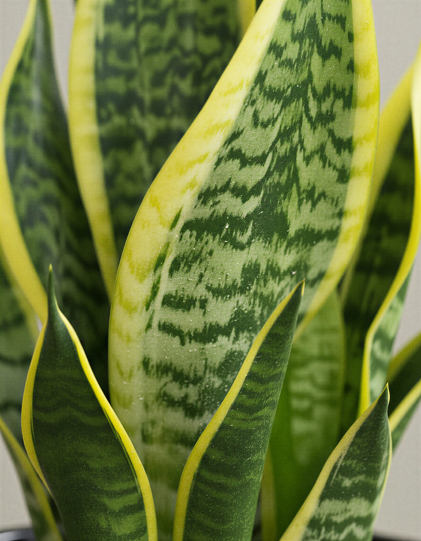 Snake plant