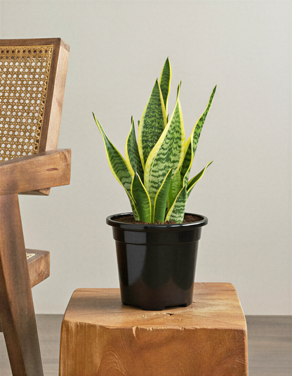 Snake plant