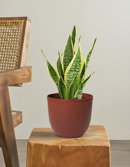 Snake plant