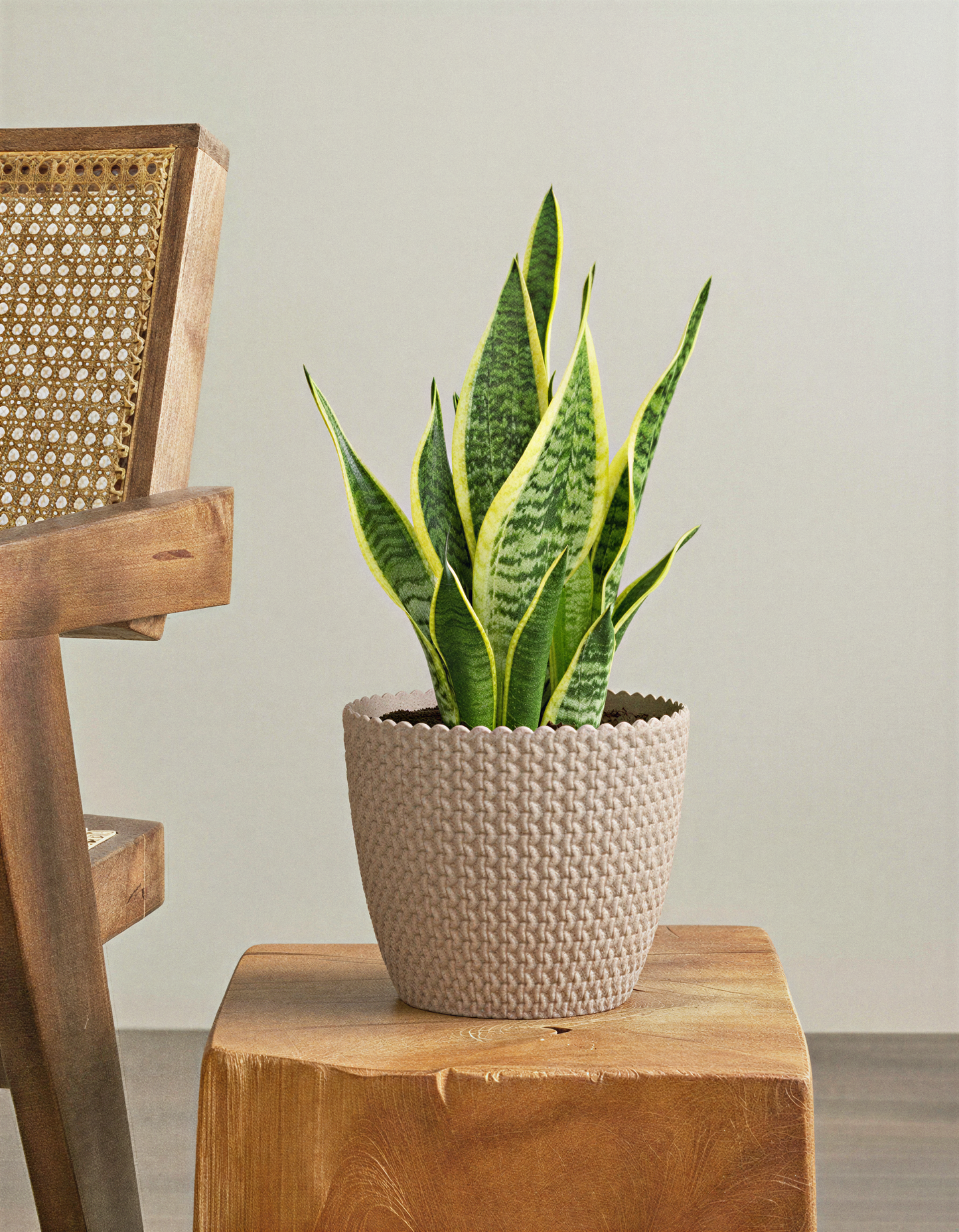 Snake plant