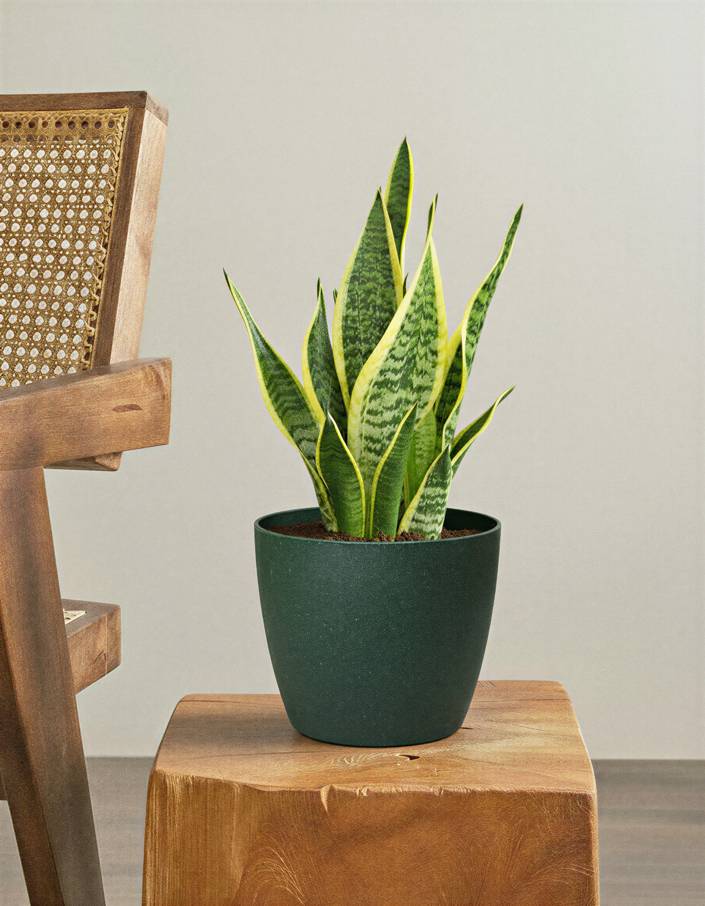 Snake plant