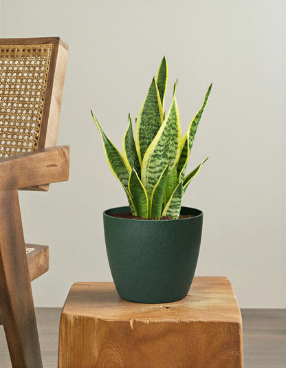 Snake plant