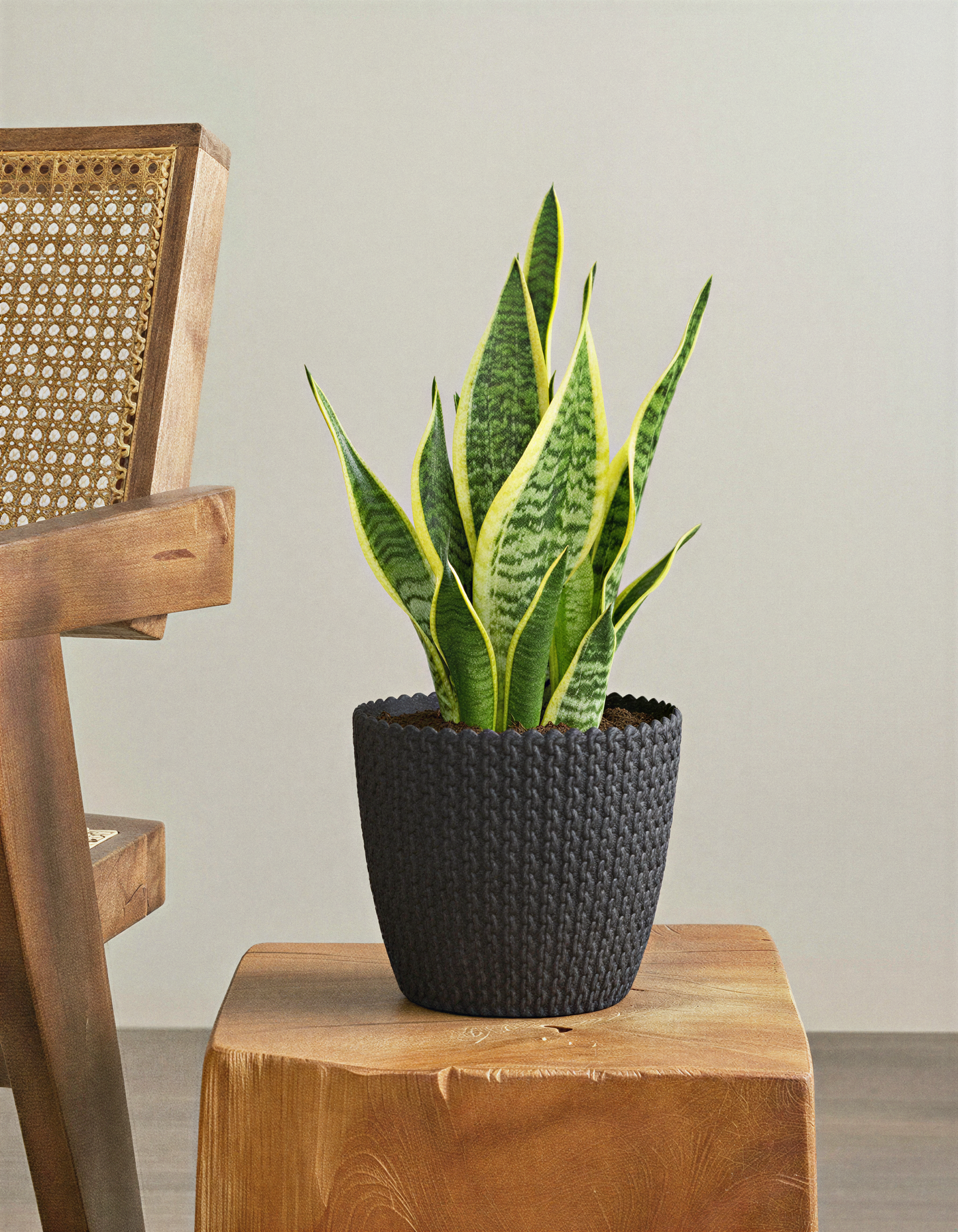 Snake plant