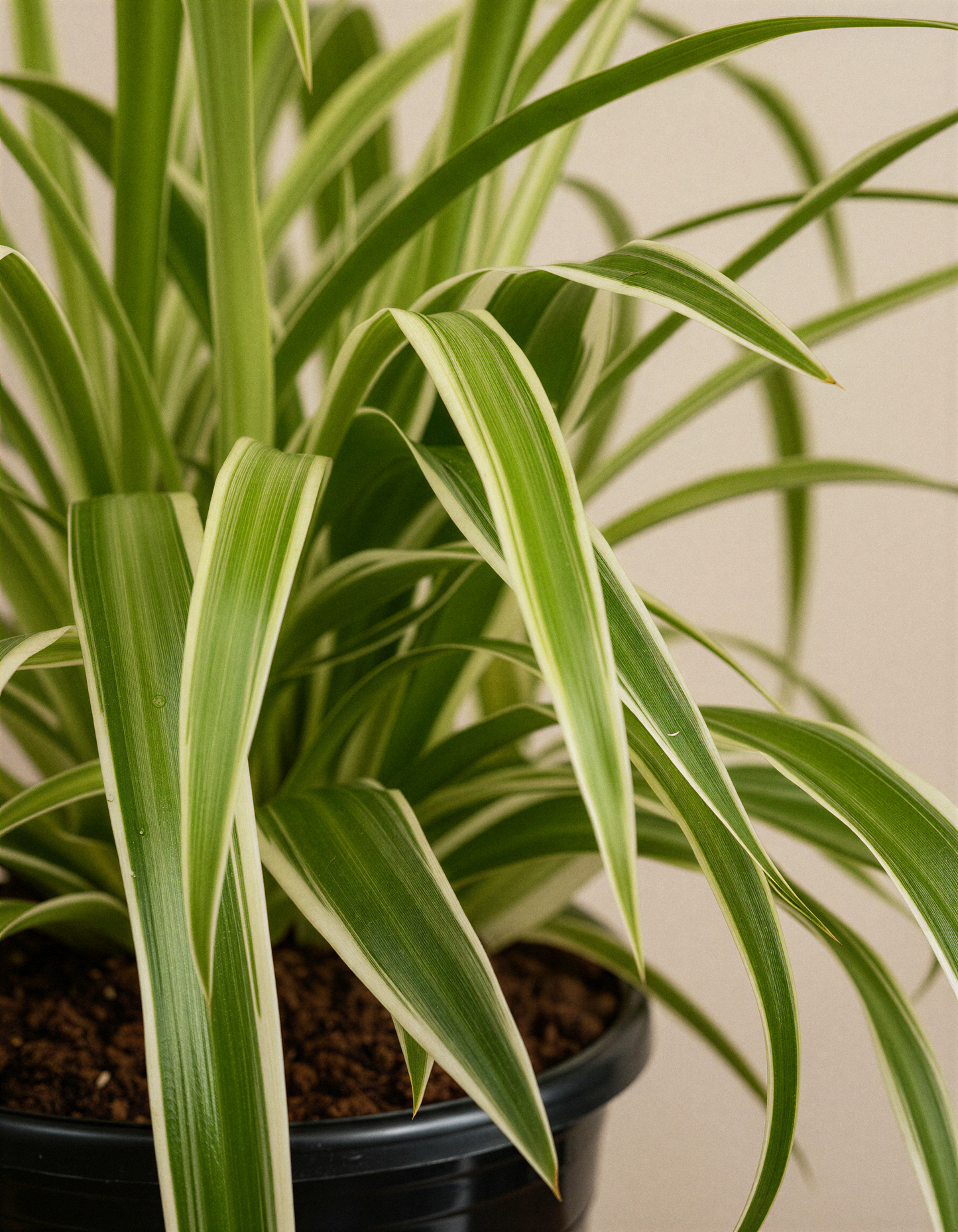 Spider Plant