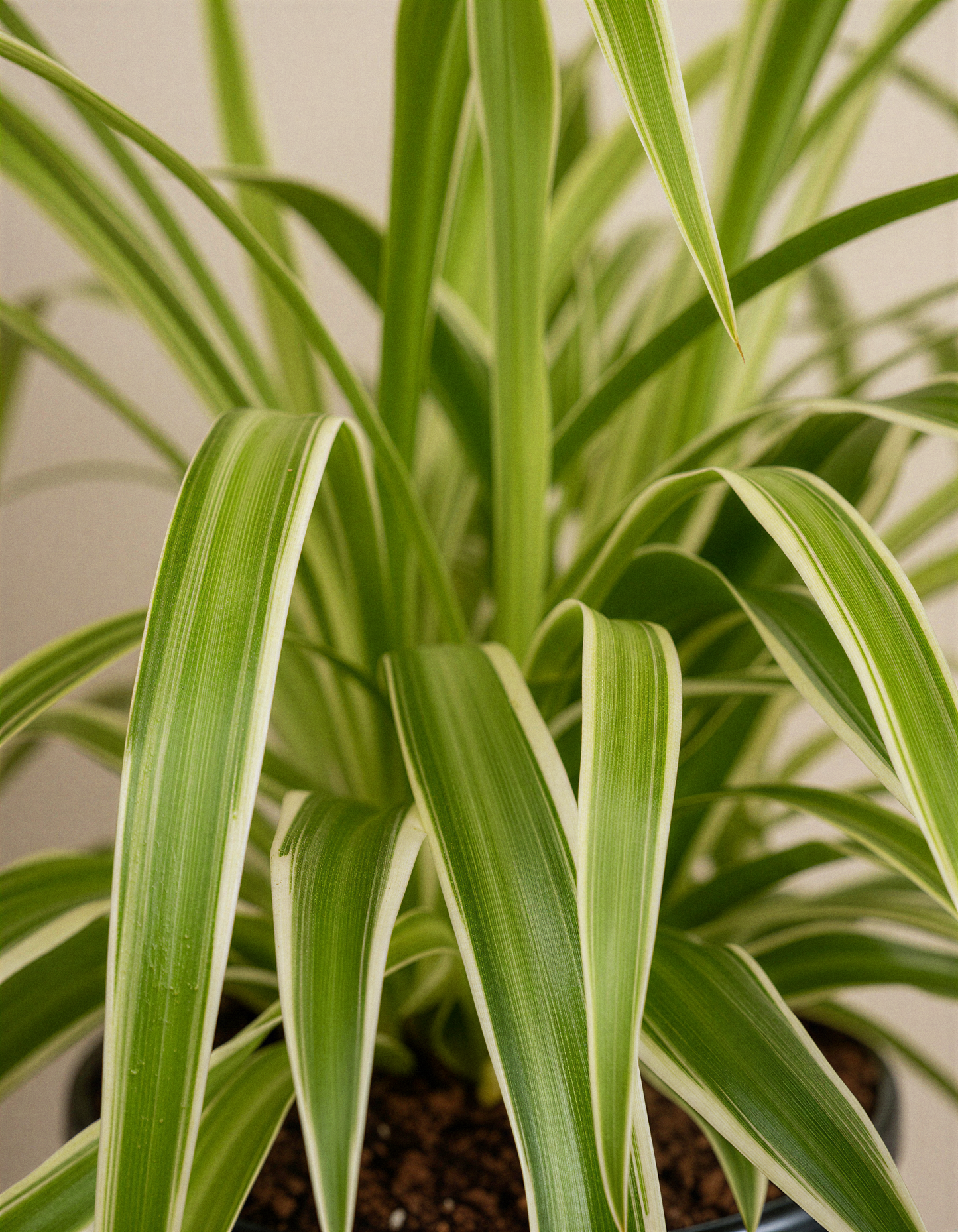 Spider Plant