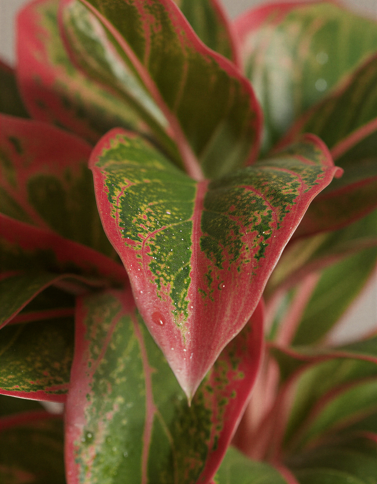 Aglaonema