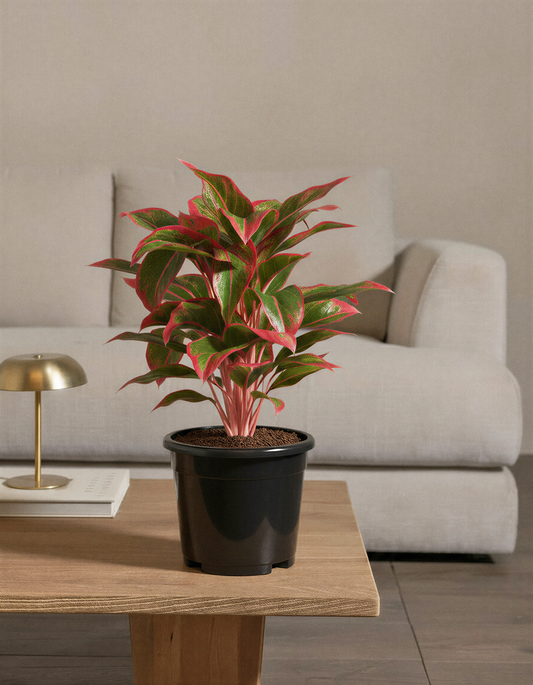 Aglaonema