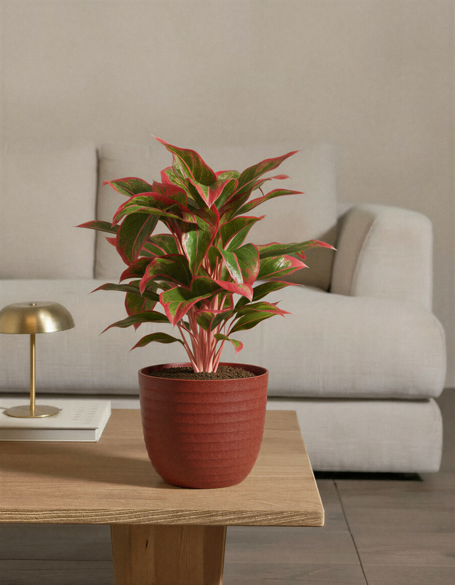 Aglaonema