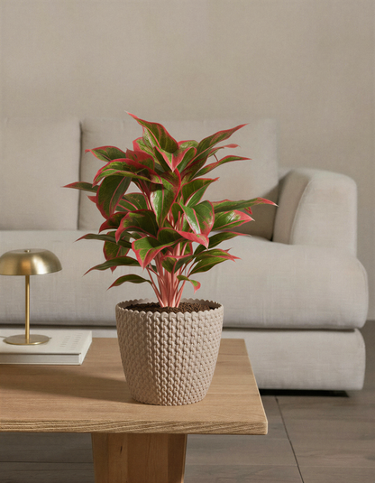 Aglaonema