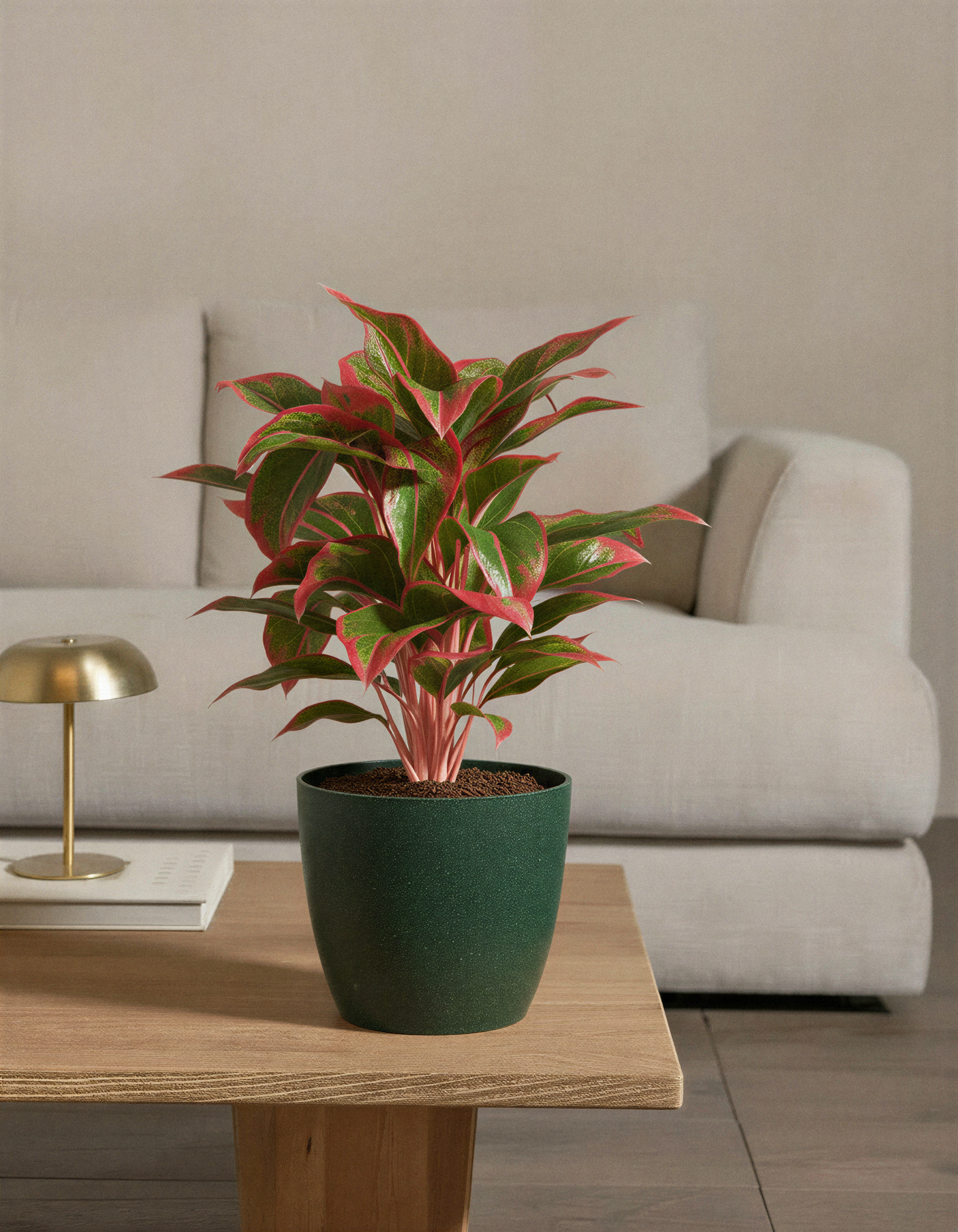 Aglaonema