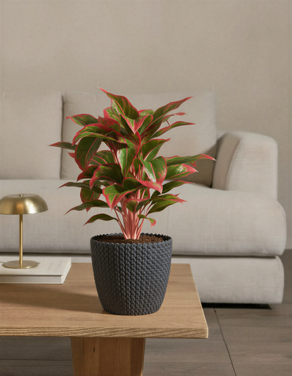 Aglaonema
