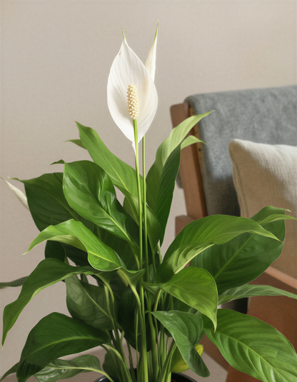 Peace Lily Plant