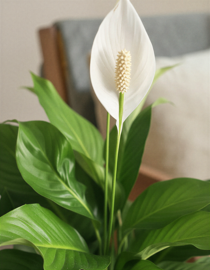 Peace Lily Plant