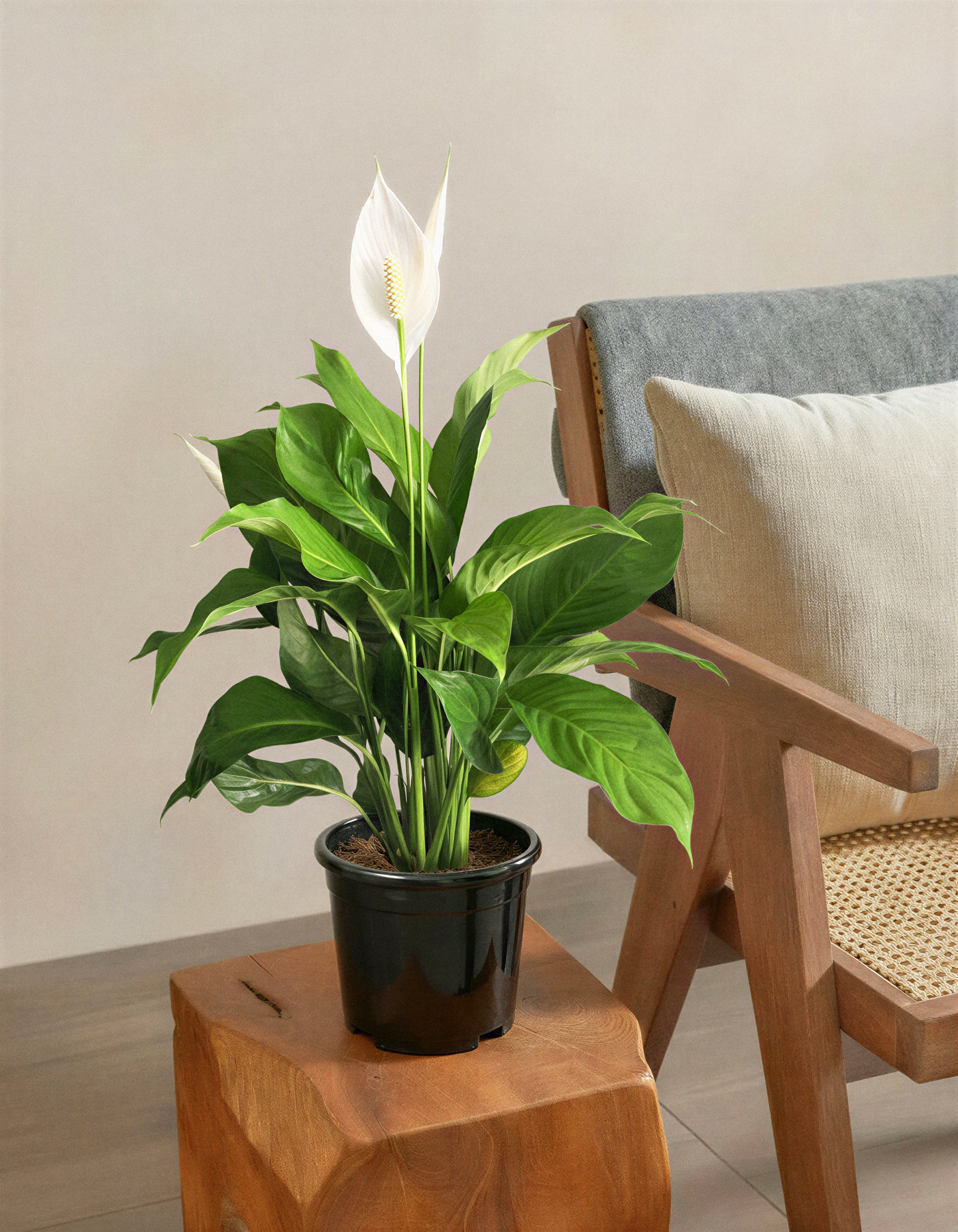 Peace Lily Plant