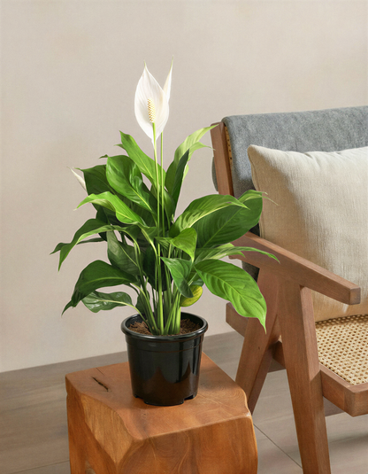 Peace Lily Plant