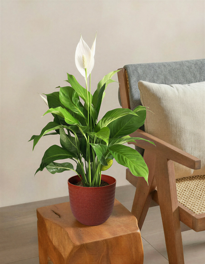 Peace Lily Plant