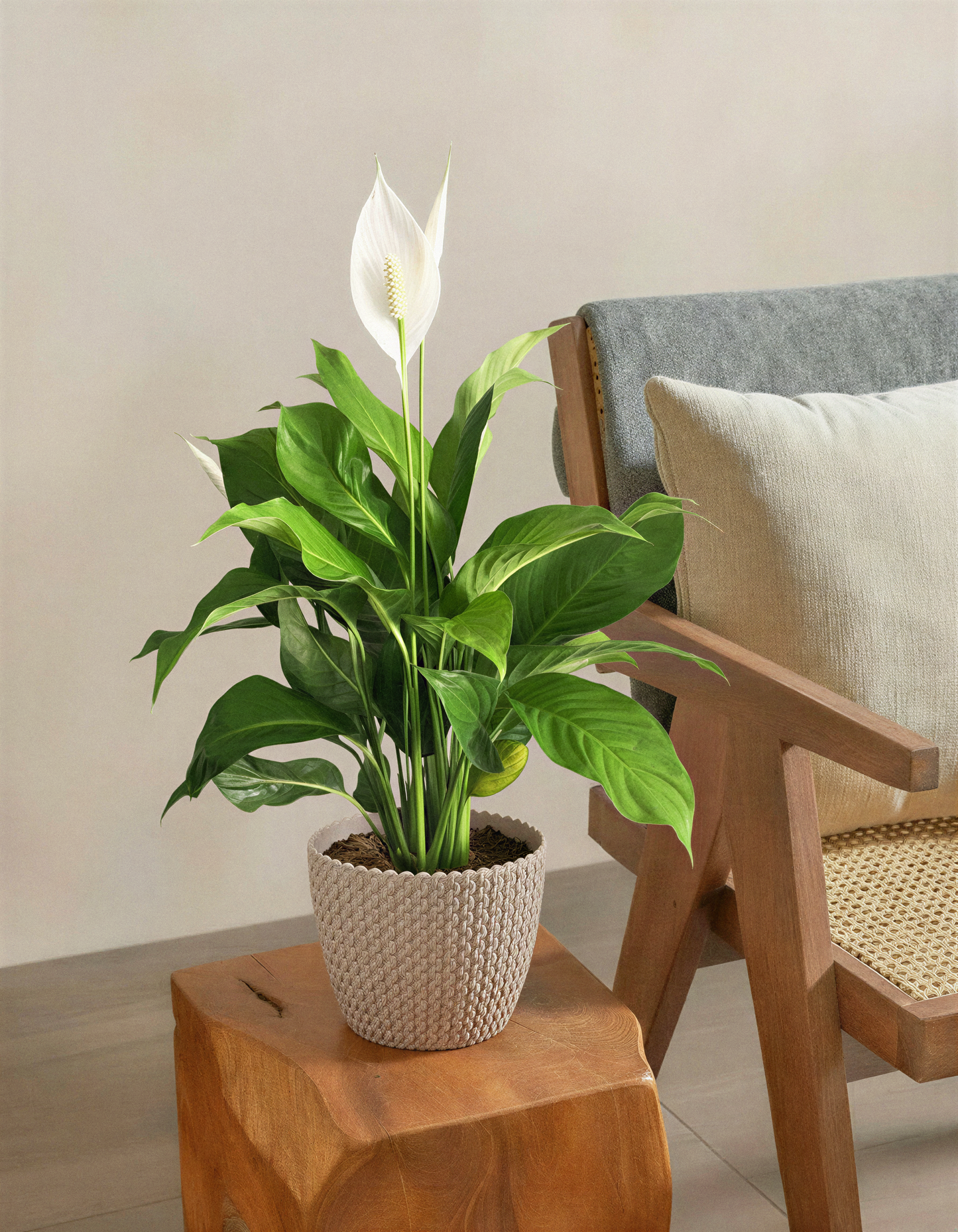 Peace Lily Plant