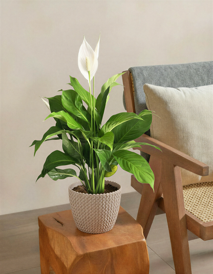 Peace Lily Plant
