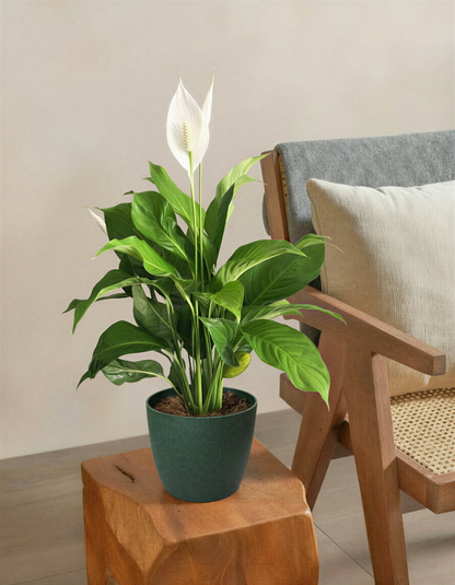Peace Lily Plant