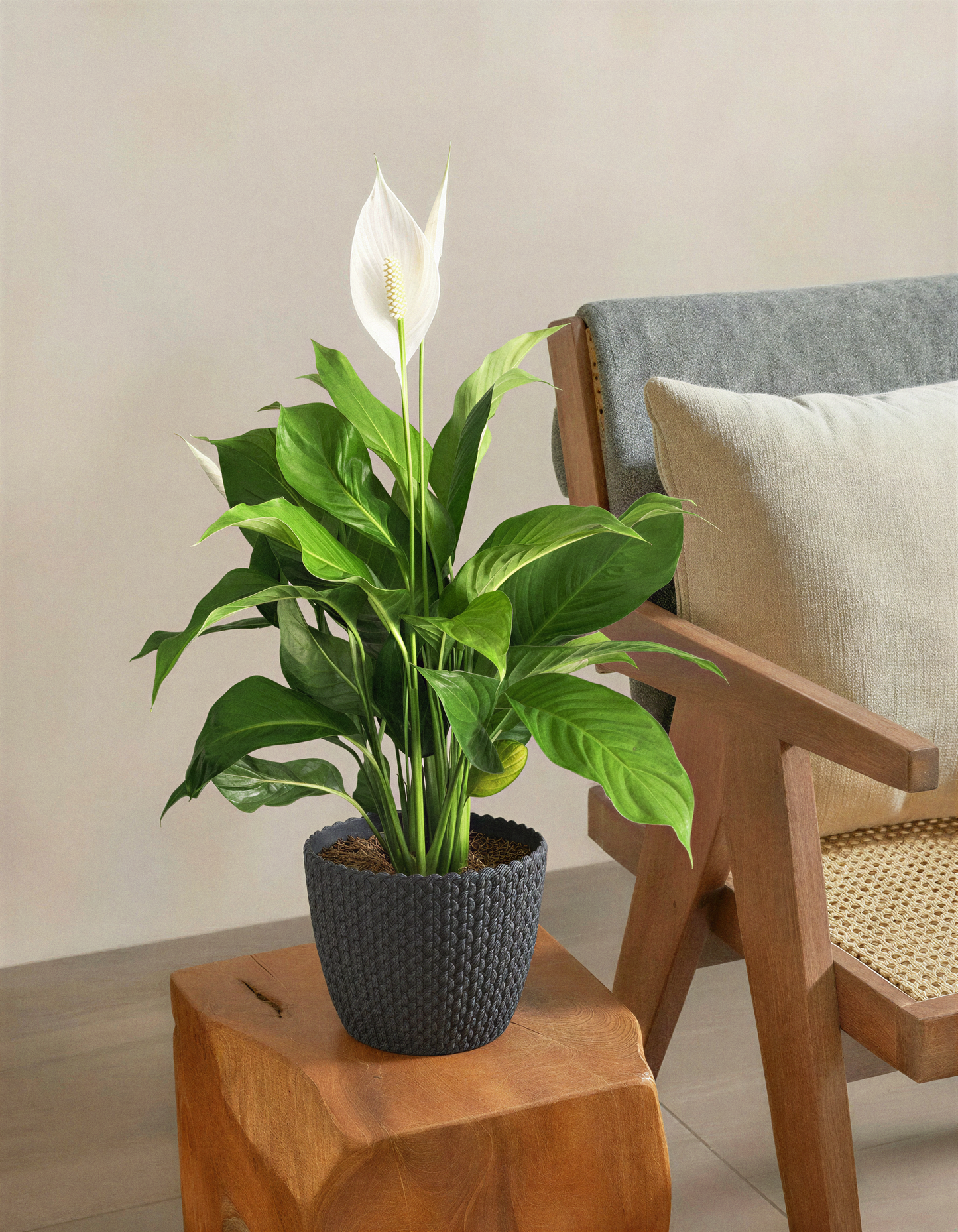Peace Lily Plant