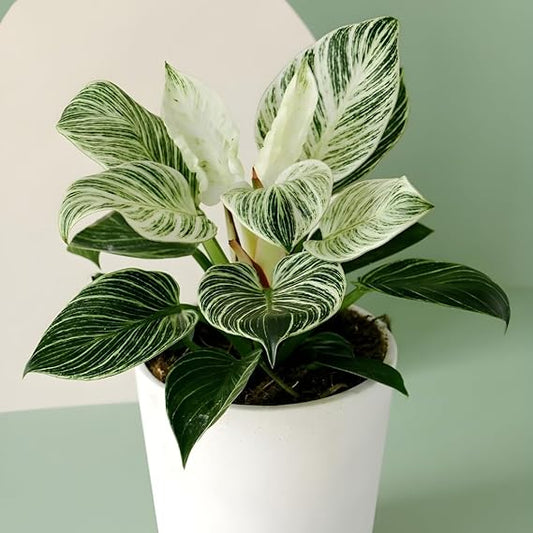 Air Purifying Variegated