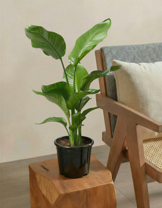 Birds of Paradise Plant