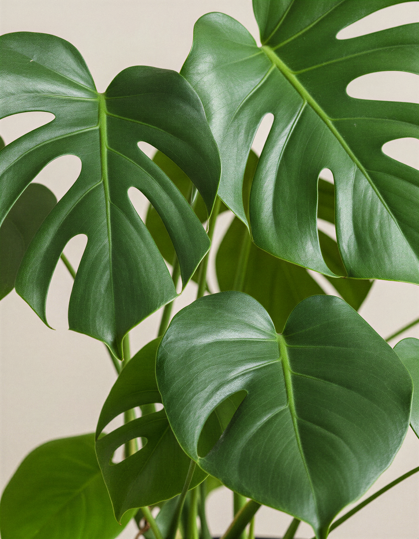 Monstera Plant