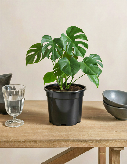 Monstera Plant