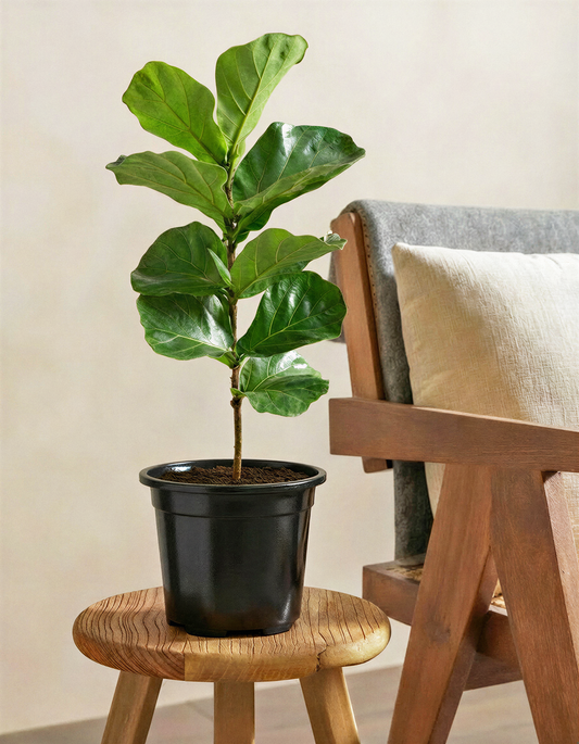 Fiddle Leaf Fig Plant