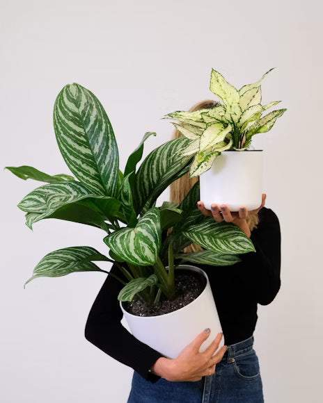 Aglaonema