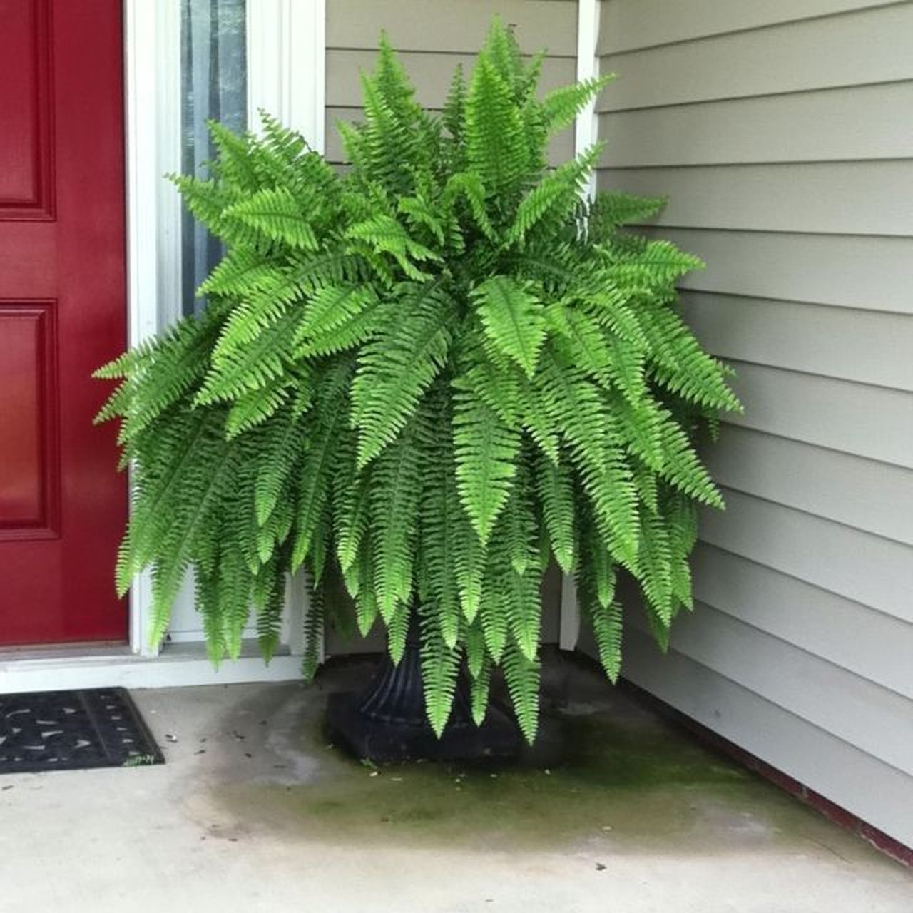 Boston fern