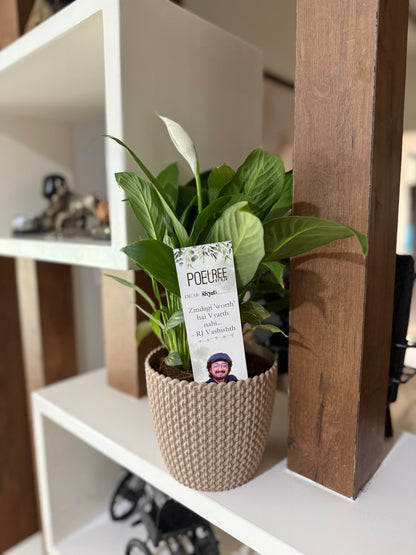 Peace Lily Plant