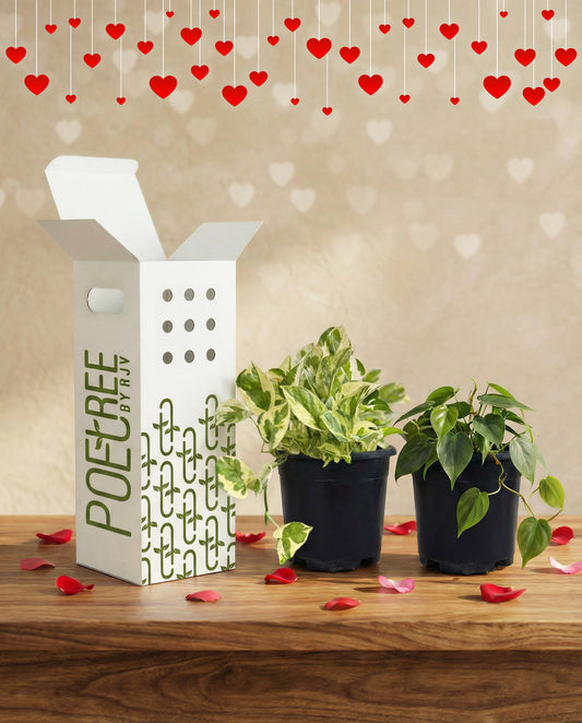 New Love - Money Plant + Heartleaf Philodendron