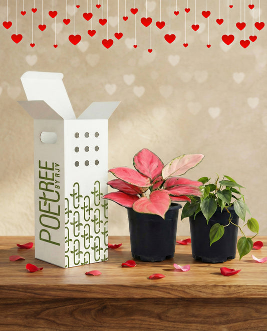 Growing Love - Red Aglaonema + Heartleaf Philodendron