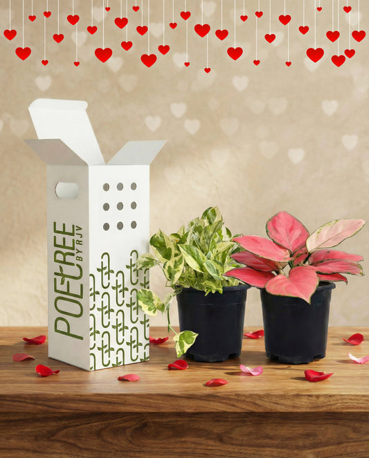 Growing Love - Red Aglaonema + Money Plant