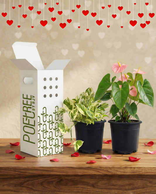 Forever Love - Anthurium + Money Plant