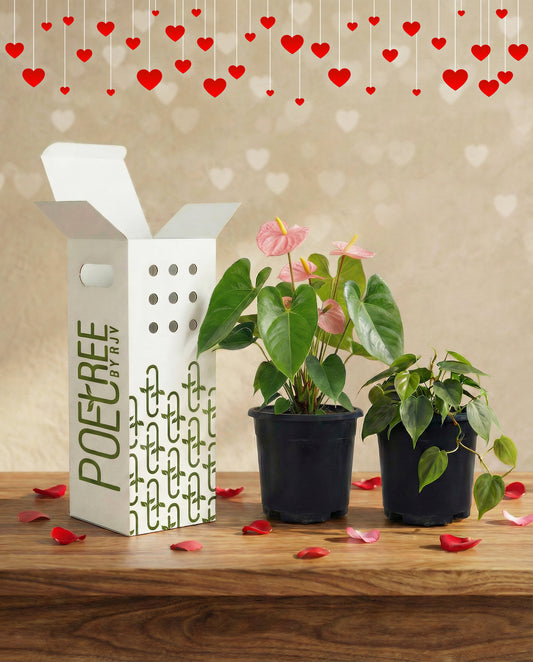 Forever Love - Anthurium + Heartleaf Philodendron