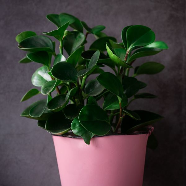Green Plant Sapling